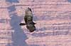  Cathartes aura Grand Canyon National Park / Arizona USA North america birds 