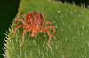  Evt Trombidium holosericeum    spiders 