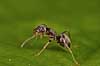  Lasius niger Tisvilde   insects 