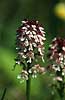 Bakkeg�geurt. Bakke-g�geurt p� �land Orchis ustulata �land Sverige  planter Orkid�-ordenen, Orchidales, Orkid�-familien, Orchidaceae, orkideer, g�geurter, g�geurtfamilien, blomster