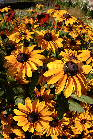 Solhat. Solhat - Toto lemon; Rudbeckia hirta; KVL's have; ; ; planter; R�rhannede, Asteranae, Kurveblomst-familien, Asteraceae, Compositae, blomster, haveblomster