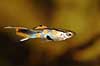  Poecilia reticulata    fish 