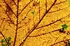  Acer pseudoplatanus    plants 