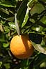  Citrus sinensis  Kreta Greece Europa plants 