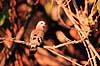 Grnplettetdue. Greenspotted dove ( Scan af KOL3327 )  Turtur chalcospilos, Columbidae Moremi NP Botswana Afrika fugle Duefugle