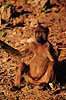 Gul bavian. Gul bavian ( Scan af KOL3347 )  Papio cynocephalus, Cercopithecidae Chobe NP Botswana Afrika pattedyr Primater, Marekatte, bavianer