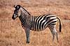 Zebra. Alm. Zebra, Burchells Zebra ( Scan af KOL3416 )  Equus burchelli, Equidae Moremi NP Botswana Afrika pattedyr Uparrettede hovdyr, Perissodactyla, Heste, Equidae