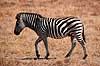 Zebra. Alm. Zebra, Burchells Zebra ( Scan af KOL3415 )  Equus burchelli, Equidae Moremi NP Botswana Afrika pattedyr Uparrettede hovdyr, Perissodactyla, Heste, Equidae