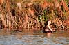 Flodhest. Flodhest, i Okavango deltaet ( Scan af KOL3432 )  Hippopotamus amphibius, Hippopotamidae Okavango delta Botswana Afrika pattedyr Parrettede hovdyr, Artiodactyla, Flodheste