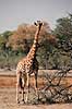 Massai giraf. Giraf (Massai-giraf) ( Scan af KOL3444 )  Giraffa camelopardalis tippelskirchi Moremi NP Botswana Afrika pattedyr Parrettede hovdyr, Artiodactyla, Giraffer