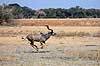 Stor kudu. Stor kudu galloperende hen over savannen ( Scan af KOL6918 )  Tragelaphus strepsiceros, Bovidae Moremi NP Botswana Afrika pattedyr Parrettede hovdyr, Artiodactyla, Skedehornede
