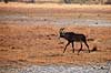 Hesteantilope. Roan antilope, Hesteantilope ( Scan af KOL3474 )  Hippotragus equinus, Bovidae Okavango delta Botswana Afrika pattedyr Parrettede hovdyr, Artiodactyla, Skedehornede