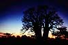 Baobab. Baobab, i solnedgang. Dette tr, Chapmans Baobab, anses for at vre Afrikas strste Baobab tr. ( Scan af KOL3493 )  Adansonia digitata, Bombacaceae Makgadikgadi Pans Botswana Afrika Planter Balsa-familien, Bombacaceae, Abebrd, Katost-ordenen, Malvales