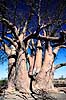 Baobab. Baobab, i solnedgang. Dette tr, Chapmans Baobab, anses for at vre Afrikas strste Baobab tr. ( Scan af KOL3501 )  Adansonia digitata, Bombacaceae Makgadikgadi Pans Botswana Afrika Planter Balsa-familien, Bombacaceae, Abebrd, Katost-ordenen, Malvales