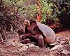 Galapagos skildpadde. Elefant skildpadde, Galapagos skildpadde ( Scan af KOL5022 ) Testudo elephantopus, Testudinidae Santa Cruz / Galapagos Equador Sydamerika krybdyr Skildpadder