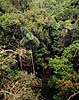 Amazonas regnskov. Regnskov i Amazonas - Udsigt over trkronerne ( Scan af KOL5069 )  Yasuni NP / Amazonas Equador Sydamerika  jungle, urskov