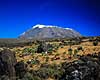 Mt. Kilimanjaro. Mt. Kilimanjaro, Kibo point (5895 m.) med alpin hede i forgrunden ( Scan af KOL5783 )  Mt. Kilimanjaro NP Tanzania Afrika  bjerge, bjerglandskaber, gletcher, gletchere, glaciologi, afsmeltning, global opvarmning, vulkan, vulkaner