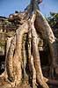 Ta Prohm / Angkor Wat. Ta Prohm templet i Angkor Archeological Park, World Heritage Site, bygget i 12e rhundrede af Jayavarman VII  Angkor Archeological Park / Siem Reap Cambodia   Angkor Wat, Templer, Khmer riget