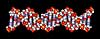 DNA molecule. 21 base pairs.      science genetics