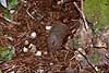 Armadillo seeking food on forest floor. Dasypus novemcinctus  Mexico North America  
