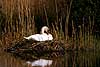 Mute swan on nest Cygnus olor  Denmark  birds 