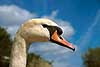 Mute Swan Cygnus olor  Denmark  birds 