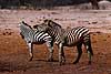Burchells Zebra Equus burchelli Hwange NP Zimbabwe Africa mammals 