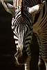 Burchells Zebra Equus burchelli    mammals 