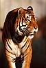 Tiger Panthera tigris    mammals 