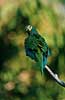 Red-bellied macaw. Ara manilata, Psittacidae Tambopata-Candamo Reserve / Amazonas Peru South America birds 