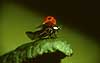 Lady beetle taking off Adalia bipunctata, Cocconilidae    insects 