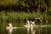 Geese landing on lake Anser anser, Anatidae    birds 
