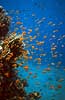 Goldfish scalefin anthias <br>Coral reef at Coral Beach Anthias squamipinnis, Serranidae Red Sea / Eilat Israel Asia fish underwater