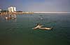 Swimming in The Dead Sea  Ein Bokek / The Dead Sea Israel Asia  holiday