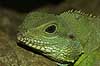 Green water agama Psysignatus cocincinus, Agamidae    reptiles 
