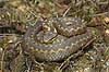 Common viper Vipera berus, Viperidae    reptiles adder snakes