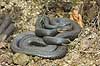 Common viper Vipera berus, Viperidae    reptiles adder snakes