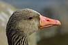 Grey goose Anser anser, Anatidae    birds beak geese