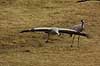 Cranes flying to Lake Hornborga Grus grus, Gruidae Lake Hornborga Sweden  birds 