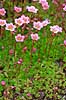 Saxifrage Saxifraga arendsii hybrid    plants flowers gardens