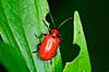 Beetle Lilioceris lilii, Chrysomelidae    insects 