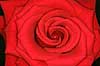 Red rose Rosa tomentosa    plants flowers love romance