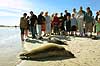 Tourists watching seals on Grenen, north of Skagen   Denmark   