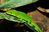 Day gecko Phelsuma madagascararensis Marozevo Madagascar Africa reptiles 