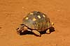 Radiated Tortoise Testudo radiata Berenty Madagascar Africa reptiles 