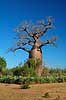 Baobab near the Berenty Reserve Adansonia Berenty Madagascar Africa plants 