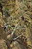 Elephant foot Pachypodium rosulatum Isalo National Park Madagascar Africa plants 