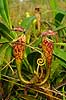 Pitcher plant Nepenthes madagascariensis Near Toalagnaro Madagascar Africa plants 