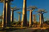 Baobabs at the Avenue de Baobab Adansonia Morondava Madagascar Africa plants 