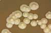 Bakers yeast on agar plate Saccharomyces cerevisiae    fungi 
